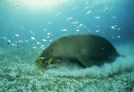 Ikan duyung dalam bahasa inggris dikenal sebagai dugong atau sea cow. Global Environmental Conservation Organization Wwf Indonesia