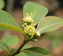 Image result for Euphorbia papillosicapsa
