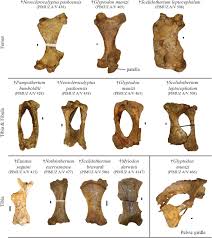 Image result for Pentarhopalopilia