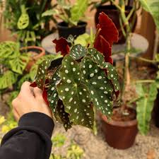 Image result for Begonia potamophila