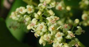 How To Identify Poison Ivy At Any Time Of Year Poison Ivy Pictures Identify Poison Ivy Poison Ivy