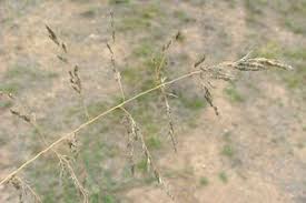 Image result for Eragrostis curvula