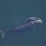 North Atlantic right whale lifespan from defenders.org