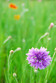 Image result for green color flowers
