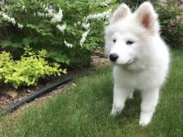 Black And White Great Pyrenees Dog Bonnie In Garden Samoyed Puppy 12wks Samoyed Puppy Samoyed Black And White Dog