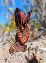 Image result for Hydnora
