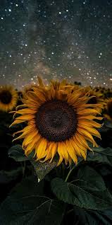 sunflower wallpaper iphone android background followme android background followme iphone sunflower wallpaper flower wallpaper beautiful wallpapers