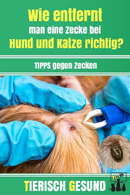 Zecken Sind Ubertrager Von Gefahrlichen Krankheiten Wie Du Diesen Vorbeugst Und Deinen Hund Und Deine Katze Vor Zecken Schutzt Erfahrst Zecken Zecke Katzen