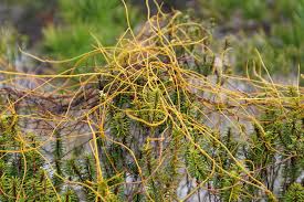 Image result for Kotschya sp.no.A