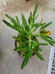 Image result for Kalanchoe laciniata