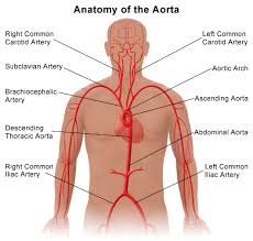 Pin On Anatomy