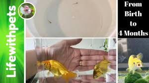 Goldfish Fry From Birth To 4 Months Old