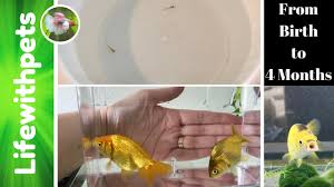 goldfish fry from birth to 4 months old