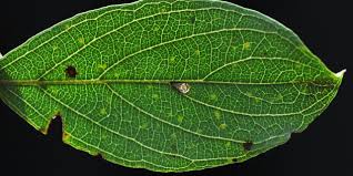 Image result for Combretum sp. A