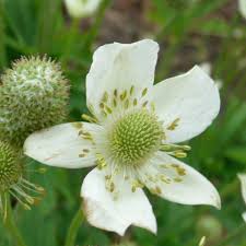 Image result for Aneilema johnstonii