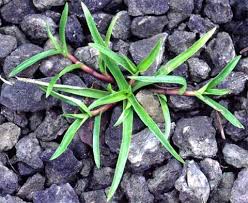 Image result for Murdannia tenuissima