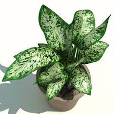 8 Plantes Toxiques Pour Les Chiens Guide Du Chien Plantes Toxiques Fleurs Toxiques Plante