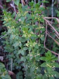 Image result for Belonophora coffeoides