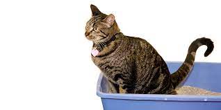 It's more likely to be caused by a less serious condition, such as an infection. Feline Lower Urinary Tract Disease Flutd International Cat Care