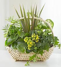 European Dish Garden For Sympathy In 2020 Basket Flower Arrangements Dish Garden Flower Arrangements Simple