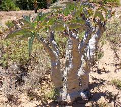 Image result for Cyphostemma zombense