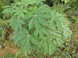 Image result for Manihot esculenta