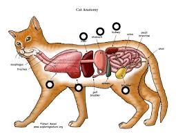 The name of parts of a body of cats can be used for personal and commercial purposes. Cat Cardiovascular System Diagram Quizlet