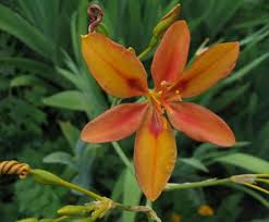 Image result for Pardancanda norrisii