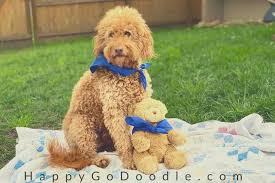Full guarantee and insurance rebates for our babies. The Goldendoodle Teddy Bear Cut So Adorable Your Heart Will Melt Happy Go Doodle
