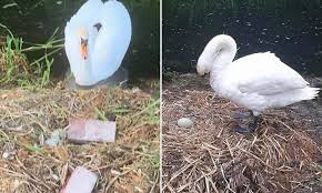 Swan Dies From A Broken Heart After Teenage Yobs Killed Her Unborn Cygnets By Smashing Her Eggs Daily Mail Online