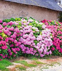 Weitere ideen zu hortensien, garten, blühende pflanzen. Freiland Hortensien Hecke Pink Rose 1a Qualitat Baldur Garten