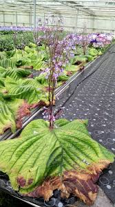 Image result for Streptocarpus sp.nov. aff. S. grandis