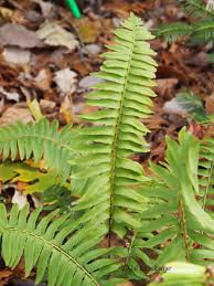 Image result for Polystichum
