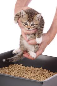 The best house pets are those who are socialized at a proper age. Training Kitten To Use A Litter Tray Vetwest Animal Hospitals