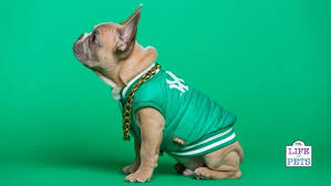 Here are the 300 most unique dog names starting with a b. 50 Cute Dog Names Beginning With C