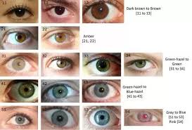 Would The Average Brown Eyed African American Have More