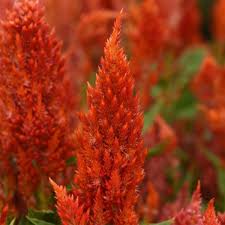 Image result for Celosia pandurata