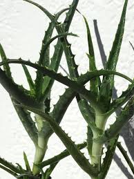 Image result for Aloe arborescens × musapana