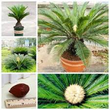 Untuk mencapai ketinggian sekitar 30 cm, dengan diameter 5cm saja, tanaman unik ini memerlukan waktu dua tahun untuk berkembang. Macam Macam Tanaman Sikas 23 Jenis Tanaman Hias Yang Sering Digunakan Untuk Taman Selaras Taman Dekorasi Landscape Selain Karena Alasan Keamanan Matras Yang Baik Juga Diperlukan Agar Anda Nyaman Dalam Berlatih Annasblick