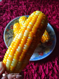 Cara rebus jagung yang sedap. Abam Dah Cuba Ikut Tips Rebus Jagung Makan Sedap Johor Facebook
