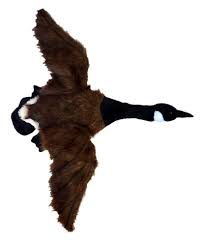 Adore 23 Gander The Canada Goose Plush Stuffed Animal Walltoy Wall Mount 799599995490 Ebay In 2021 Plush Stuffed Animals Animals Plush