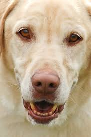 General practitioner apply now apply now. Lincoln Park Dog Cat Clinic Chicago Il Our Doctors