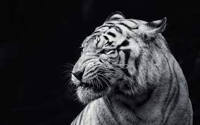 Wallpaper Collection Tiger Wallpaper White Tiger Animal Wallpaper