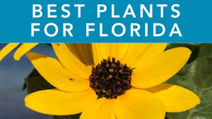 Flowers range in colors of purple, pink or red and attract butterflies. Best Plants For Florida Gardening In Florida Youtube