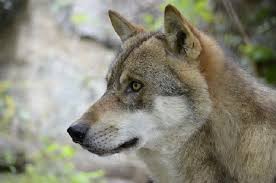 أشرس 10 سلالات من الكلاب في العالم الجزء الاول الوولف animals wild wolf face animals