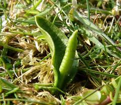 Image result for Ophioglossum reticulatum