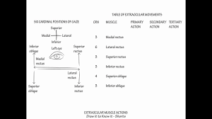 extraocular muscle actions draw it to know it neuroanatomy