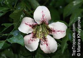 Image result for Rothmannia longiflora