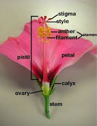 Learn More About Hibiscus Plants Hibiscus Flowers Plants Nature Creation Biology Teaching Biology Parts Of A Flower Biology Classroom