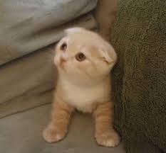Check spelling or type a new query. Scottish Fold Kittens For Sale In Monroe Washington Animals Nstuff